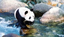 西安大熊猫爆料最新消息,揭秘萌宝们的日常趣事
